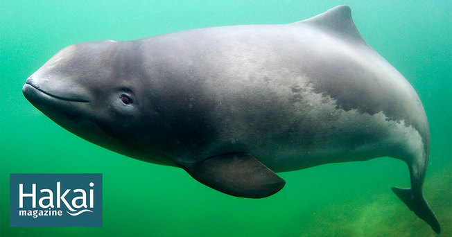 Desktop facebook porpoises