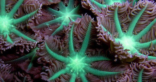 Desktop soft coral.jpg.600x315 q80 crop smart