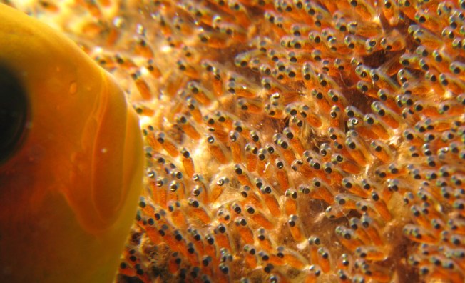 Desktop anemone fish protecting its spawn