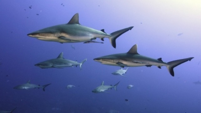 Desktop grey reef sharks.1c8407