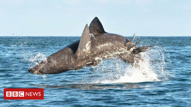 Desktop  103514280 baskingshark